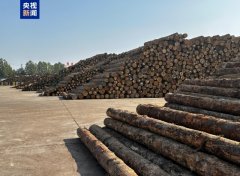 证监会：原木期货和期权正在大连商品买卖所上